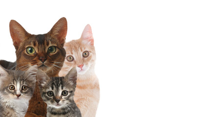 Cute cats on white background, banner design with space for text. Lovely pets