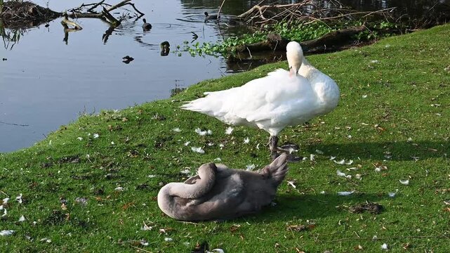 Mute swan with her signet preening
