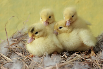 A number of newly hatched baby Muscovy ducks resting in their nest. This duck has the scientific name Cairina moschata.