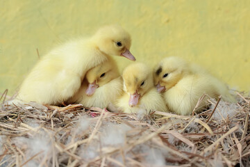 A number of newly hatched baby Muscovy ducks resting in their nest. This duck has the scientific name Cairina moschata.