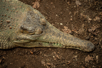 The scaly crocodile and its front body.