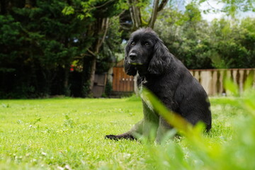 Perro Cocker Spaniel Ingles