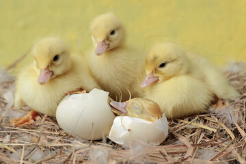 A baby muscovy duck struggles to get out of the egg after being incubated by its mother. This duck has the scientific name Cairina moschata.