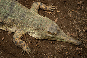 The scaly crocodile and its front body.