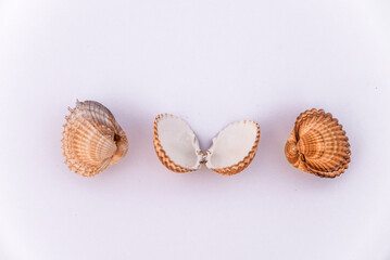 shell, isolated, sea, seashell, background, white, starfish, beach, summer, pastel, shellfish, ocean, beautiful, coast, texture, mollusk, marine, seashells, view, coastline, spiral, sand, composition.