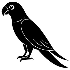 black and white bird