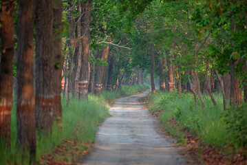 Naklejka premium Path inside the deep forest. Close up, selective focus.