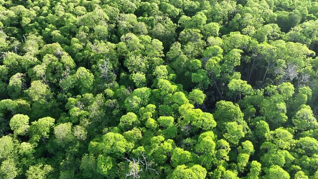 Morning sunlight illuminates the mangrove-fringed island of Lembata, Indonesia. This beautiful and biodiverse area is part of the famed Ring of Fire and is home to high marine biodiversity.