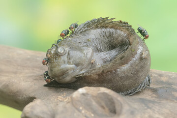 The carcass of a barred mudskipper fish is surrounded by many green flies. This fish, which is mostly done in the mud, has the scientific name Periophthalmus argentilineatus.