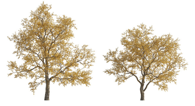 Gleditsia triacanthos (the honey locust,the thorny locust or thorny honeylocust) frontal tree set autumn isolated png on a transparent background perfectly cutout