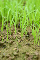 closeup the bunch green ripe paddy plant soil heap and growing in the farm with water drops soft focus natural green brown background.