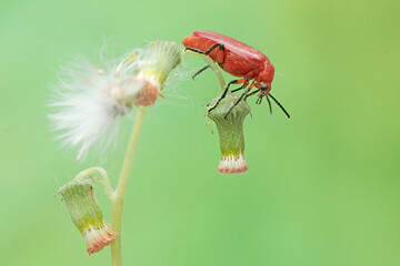 Naklejka premium A red-headed cardinal beetle is looking for food in wildflowers. This beautiful colored insect has the scientific name Pyrochroa serraticornis.