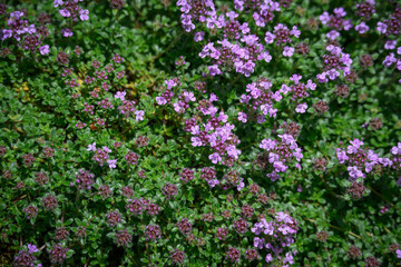 Bright purple flowers of motherwort outdoors.