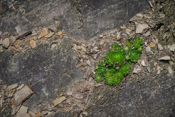 Green fresh parts of the do not burst between the stones.