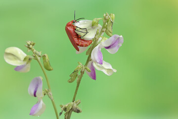 A red-headed cardinal beetle is looking for food in wildflowers. This beautiful colored insect has the scientific name Pyrochroa serraticornis.