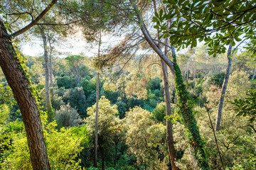 Vibrant forest with diverse foliage and tall trees, bathed in natural sunlight, encapsulating the serenity and abundance of nature in a lively woodland setting.