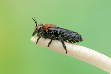 A resin bee is sucking wildflower nectar. This stinging insect has the scientific name Megachile opposita.