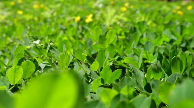 Close up video footage of Arachis pintoi plant or Pinto peanut exposed to direct sunlight in sunny day. Reverse backward camera movement.