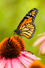 Obraz premium Monarch butterfly feeding off a purple coneflower within the Pike Lake Unit, Kettle Moraine State Forest, Wisconsin, in mid-August.