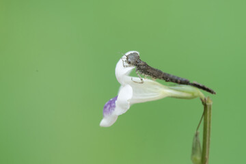 An instar yellow featherlegs demselfy nymph is ready to metamorphose into an adult individual. This insect has the scientific name Copera marginipes.