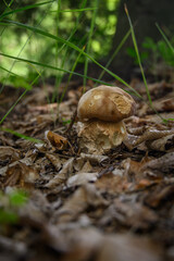 Boletus growing in leaves in the forest.