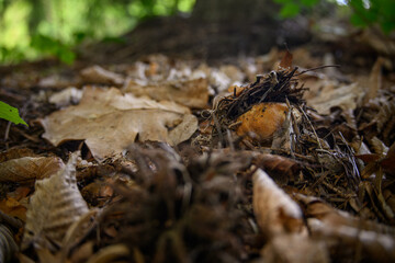 Protruding head of a porcini mushroom in the forest.