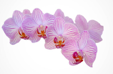 Pink and purple butterfly orchid flowers