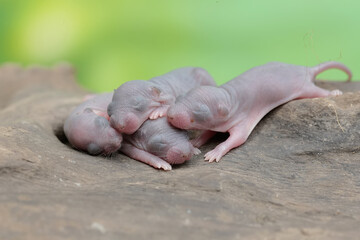 A number of baby mice are resting in their nest. This rodent has the scientific name Rattus rattus.