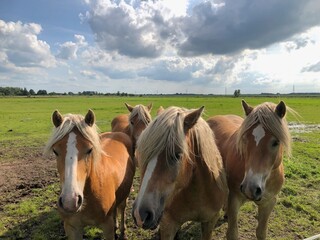 Obraz premium Four Haflinger horses in the foreground and a large meadow in the background.