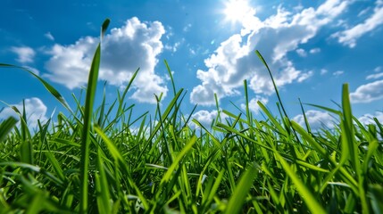 Obraz premium Lush green grass field under a bright blue sky