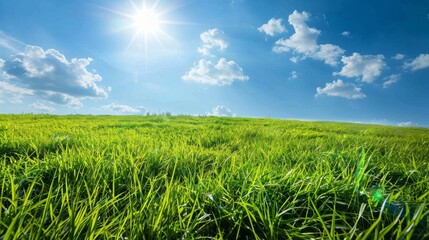 Obraz premium Lush green grass field under a bright blue sky