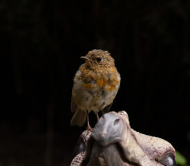 robin perched on a statue 