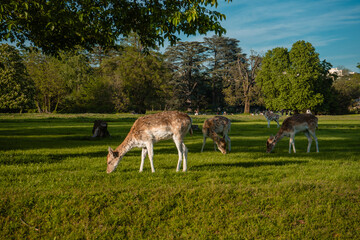 Deer in the park