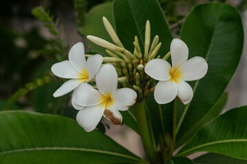 white frangipani flower