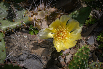Yellow prickly pear flower and leaves with thorns.