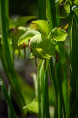 Obraz premium Green interesting carnivorous plant flower.