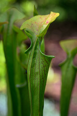 Spirulina carnivorous plant calyx with liquid.