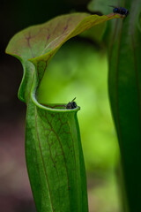 Spirlice carnivorous calyx plant with fly.
