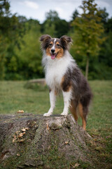 Cute fluffy gray tricolor dog shetland sheepdog. Happy sheltie in park or forest