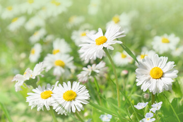 Fototapeta premium Beautiful close up summer landscape with meadow daisies flowers in grass. Natural wallpaper.