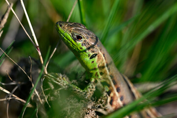 Ionische Eidechse, Ionische Mauereidechse - Weibchen // Ionian wall lizard, Ionic Wall Lizard -...