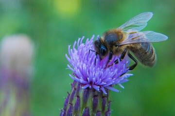 Honey bee on a purple thistle flower