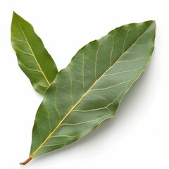 Freshly Picked Bay Leaves for Culinary and Medicinal Use on White Background - Detailed Close-Up