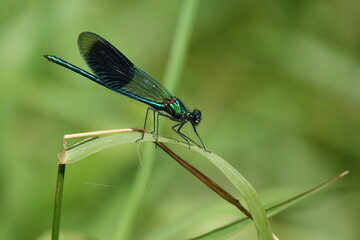 male banded demoiselle (Colopteryx splendens)