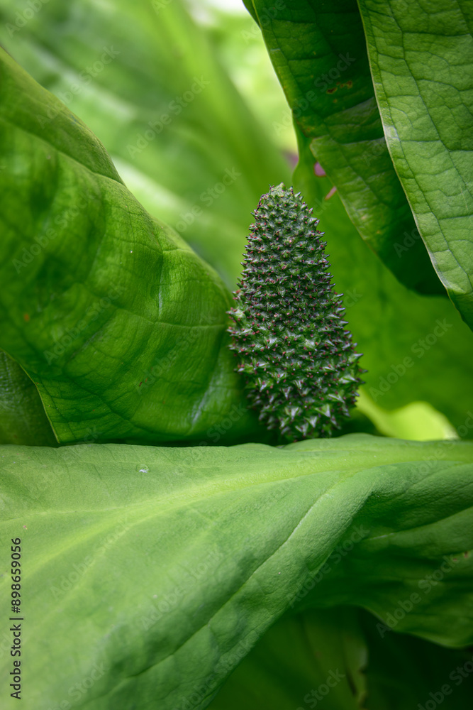 Canvas Prints lysichiton and its green flower in leaves.