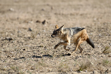 Fototapeta premium Black-backed Jackal (Lupulella mesomelas) trying to catch birds at Polentswa waterhole in Kgalagadi Reserve, Kalahari, South Africa