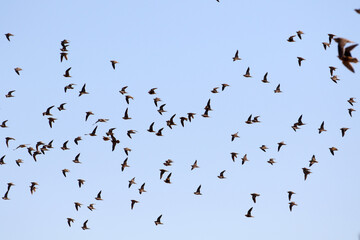 Sandgrouse flying ovehead in the Kalahari prior to coming in to drink at a waterhole
