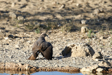 Lanner falcon mantling its prey, a dove, a few seconds after catching it.