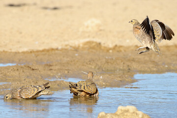 Burchell's Sandgrouse coming ontodrink at Cubitje Quap in Kgalagadi