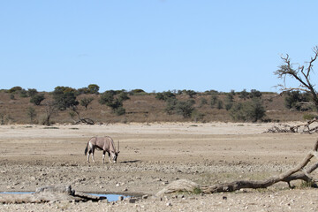 Lone Gemsbok (Oryx) showing arid and barren landscape of the Kalahari